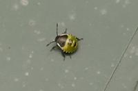 Palomena prasina