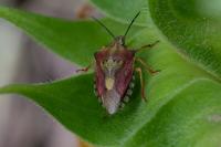 Carpocoris purpureipennis