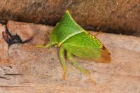 Stictocephala alta