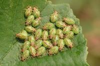 Elasmucha grisea