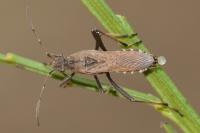 Alydus calcaratus
