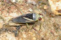 Notonecta obliqua