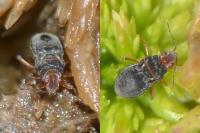 Hebrus ruficeps