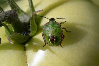 Nezara viridula