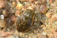 Naucoris maculatus