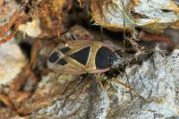 Xanthochilus quadratus