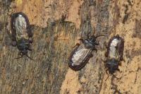 Aneurus laevis