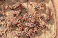 Lygaeus equestris
