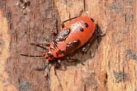 Lygaeus equestris