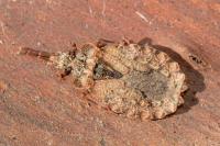 Aradus conspicuus