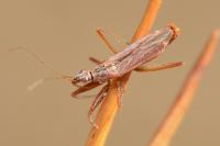 Nabis ericetorum