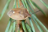 Chlorochroa pinicola