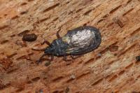 Aneurus avenius