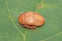 Penthimia nigra