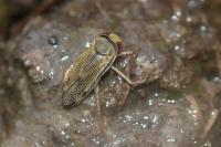 Sigara nigrolineata