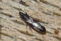 Scoloposcelis pulchella