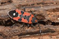 Lygaeus equestris