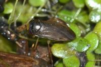 Hesperocorixa moesta