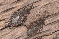 Aradus betulae