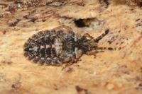 Aradus betulae