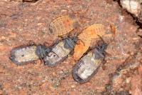 Aneurus laevis