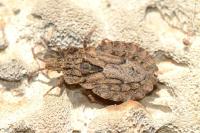 Aradus conspicuus