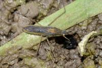 Gerris thoracicus