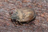 Podops inunctus