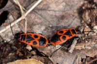 Pyrrhocoris apterus