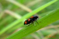 Cercopis vulnerata