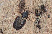 Aneurus avenius