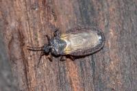 Aneurus laevis
