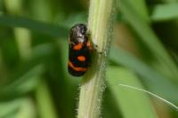 Cercopis intermedia