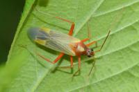 Miris striatus
