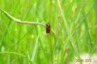Cercopis vulnerata
