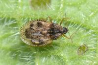 Dictyla humuli