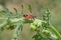 Melanocoryphus albomaculatus