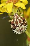 Carpocoris purpureipennis