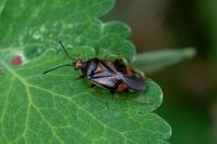 Deraeocoris ruber