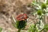 Graphosoma italicum