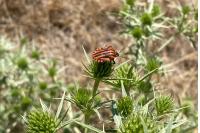 Graphosoma italicum