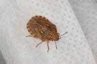 Eurygaster
