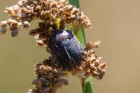Eurygaster