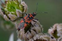Corizus hyoscyami