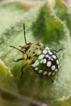 Nezara viridula