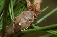 Chlorochroa pinicola
