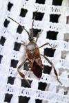 Leptoglossus occidentalis