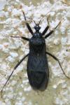 Reduvius personatus