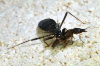 Reduvius personatus