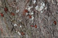 Pyrrhocoris apterus